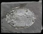 Pseudogygites Trilobite - Ontario #42801-1